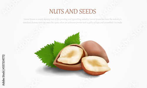 Minimalistic poster with realistic vector illustration of hazelnut and  leaves on light gray background