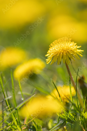 A yellow blossom of dandelion  taraxacum  with others in blurry foreground and background
