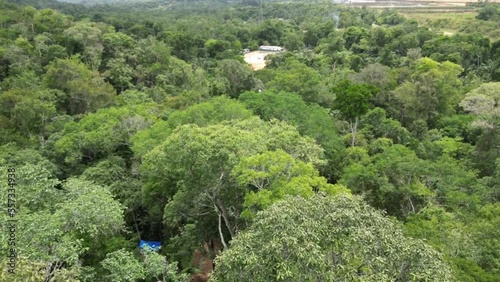 Forest videos