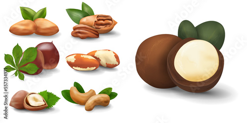 Nuts realistic icons for your projects isolated on white background