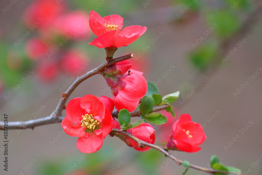 Obraz premium 華やかに咲く