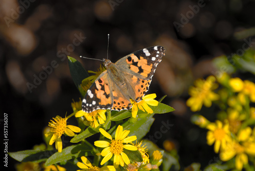 Butterfly, Thistle Vanessa [Cynthia cardui]
The thistle vanessa is a very skilled flyer that frequents the open and sunny lands from the plain to 1800 meters above sea level.  photo
