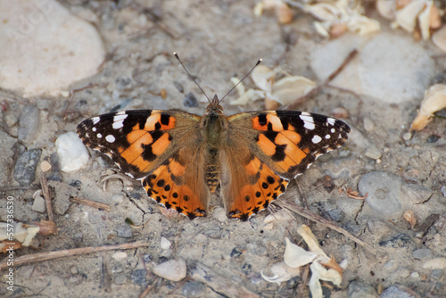 Butterfly, Thistle Vanessa [Cynthia cardui]
The thistle vanessa is a very skilled flyer that frequents the open and sunny lands from the plain to 1800 meters above sea level.  photo