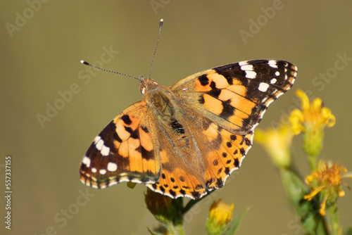 Butterfly, Thistle Vanessa [Cynthia cardui]
The thistle vanessa is a very skilled flyer that frequents the open and sunny lands from the plain to 1800 meters above sea level.  photo