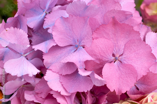 Inflorescence of the red flowers of hydrangea close-up, isolated on white background