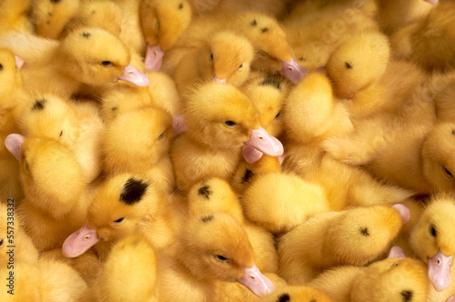 Yellow ducklings sold on local market. Little fluffy babies chicks. Poultry farm. Agriculture business
