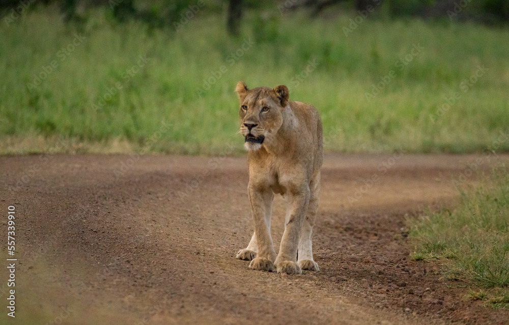 Lions have a very important place in Hluhluwe Imfolozi park in South Africa. Lions have a very important place in Hluhluwe Imfolozi park in South Africa.