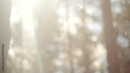 spider web on tree in forest