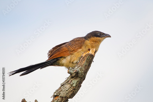 Burchell's coucal (Centropus burchellii) is a cuckoo species in the Cuculidae family. It is found in sub-Saharan Africa. photo