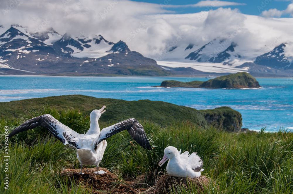 Fototapeta premium The largest bird of the southern ocean, the magnificent giant wandering albatross nests at south Georgia. The oftentimes form dedicated couples. Here we were fortunate enough to witness an adult