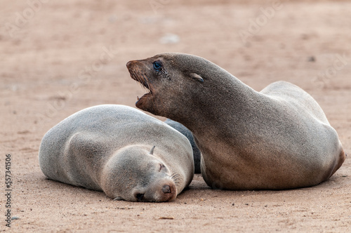 Two Seals resting on the beach along the Skeleton Coast of Namibia.