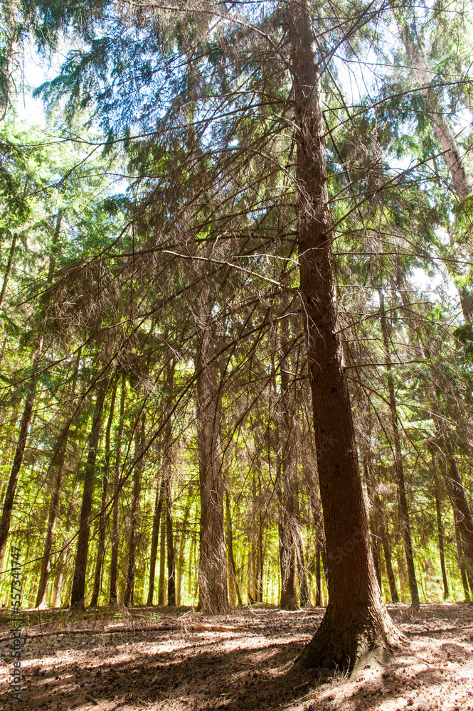 Sunlight is breaking through the leaf-filled canopies of the trees that comprise the Hallerbos in Belgium Sunlight is breaking through the leaf-filled canopies of the trees that comprise the Hallerbos in Belgium