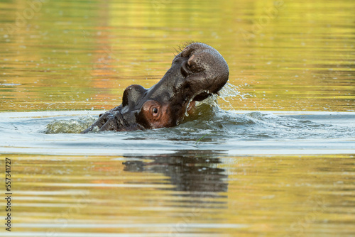 Hippopotame, Hippopotamus amphibius, Afrique du Sud © JAG IMAGES