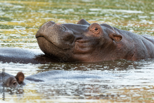 Hippopotame, Hippopotamus amphibius, Afrique du Sud