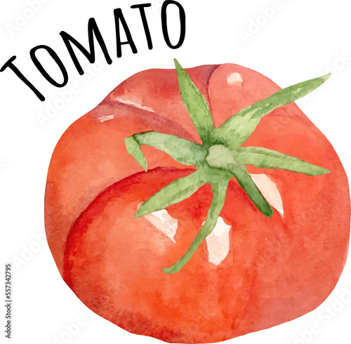 Watercolor illustration various types of tomato. Fresh raw vegetables. Tomato sause, tomato slices.