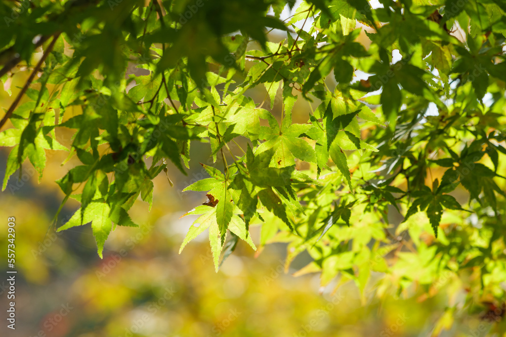 Yellow-green maple shining in the sunlight in autumn Yellow-green maple shining in the sunlight in autumn