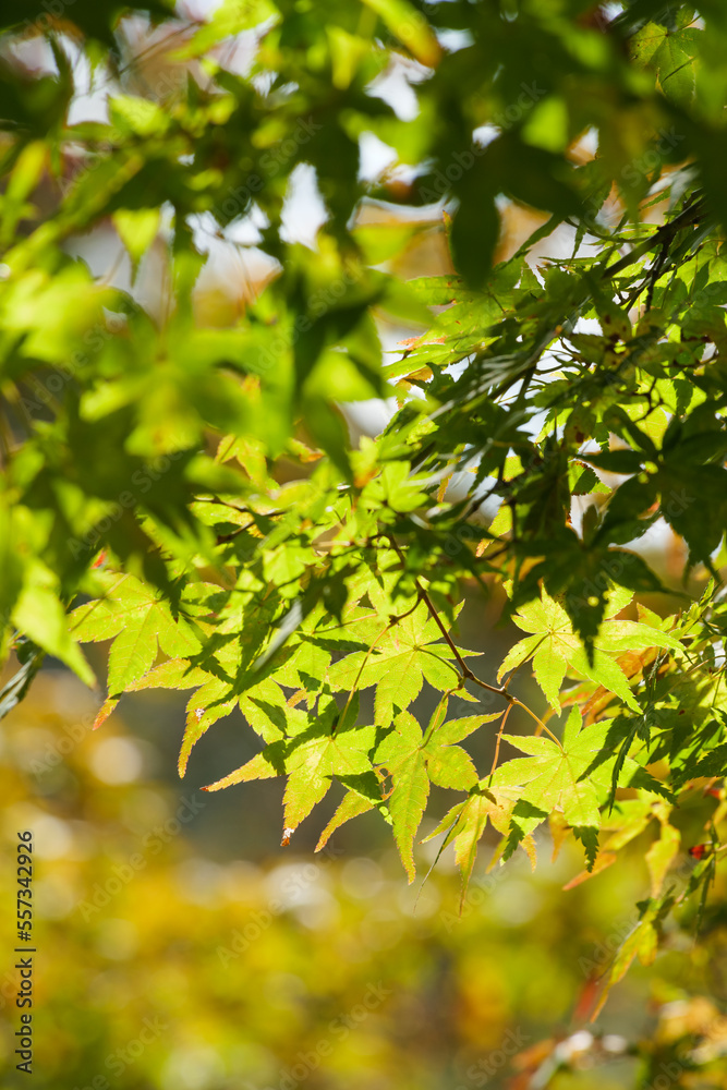 Yellow-green maple shining in the sunlight in autumn Yellow-green maple shining in the sunlight in autumn