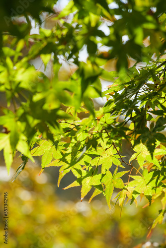 Yellow-green maple shining in the sunlight in autumn