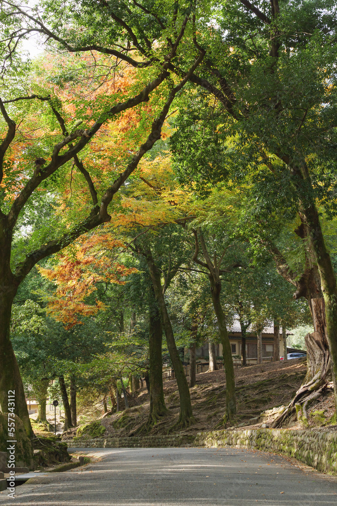 Nara Park, a sightseeing spot with lush natural scenery surrounded by trees Nara Park, a sightseeing spot with lush natural scenery surrounded by trees