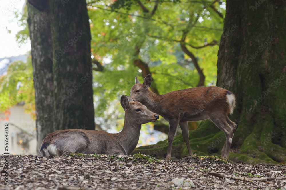 Deer and their fawns living in harmony in the forest