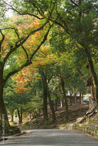 Nara Park, a sightseeing spot with lush natural scenery surrounded by trees