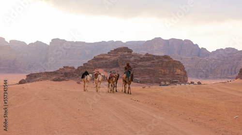 Herds of camels in the the desert region of Wadi Rum in southern Jordan 