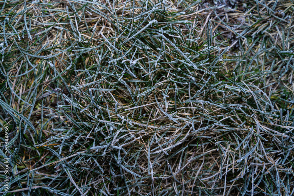 Frozen grass on a cold and frosty day in winter Frozen grass on a cold and frosty day in winter