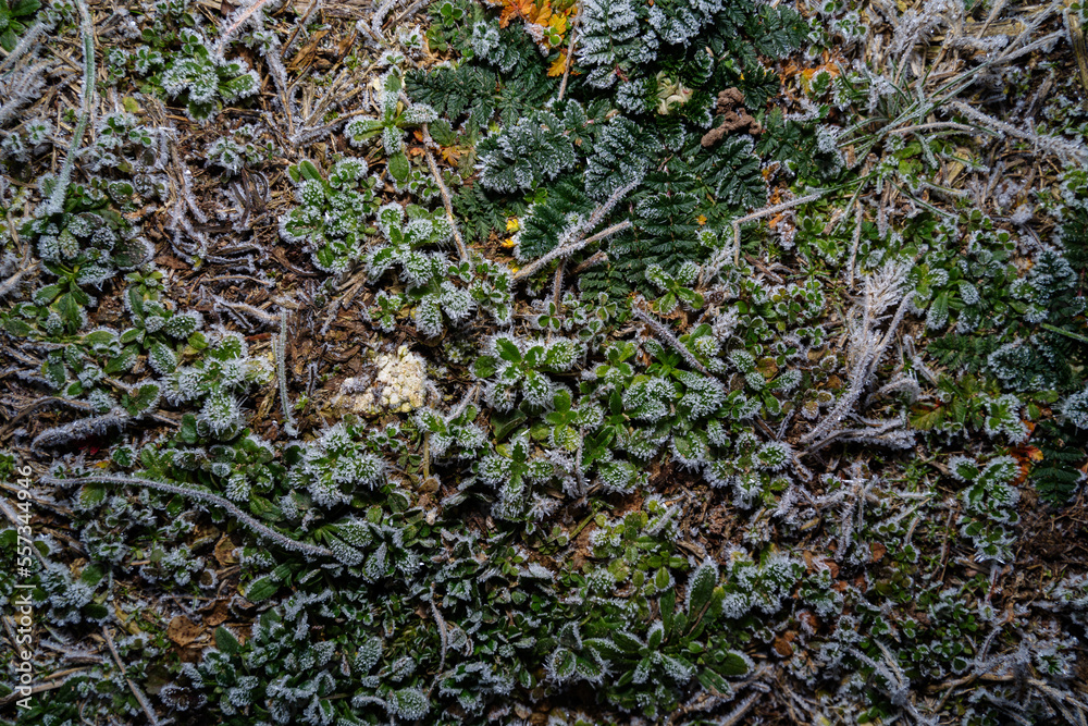 Background from Icy weeds on the ground on a cold and frosty day in winter
