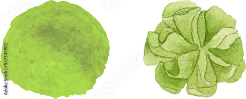 Watercolor fresh and dry wasabi. Asian kitchen spices and herbs wasabi powder