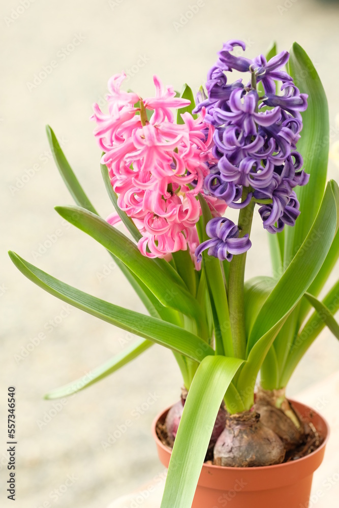 full blooming hyacinth in a pot full blooming hyacinth in a pot