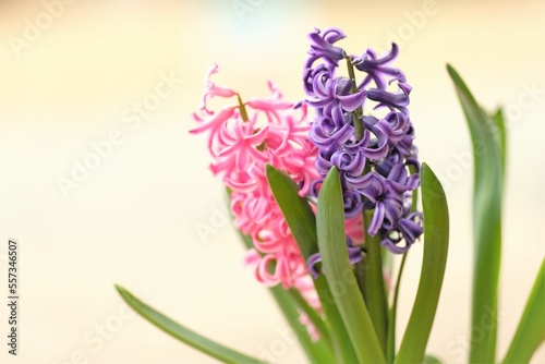 full blooming hyacinth in a pot