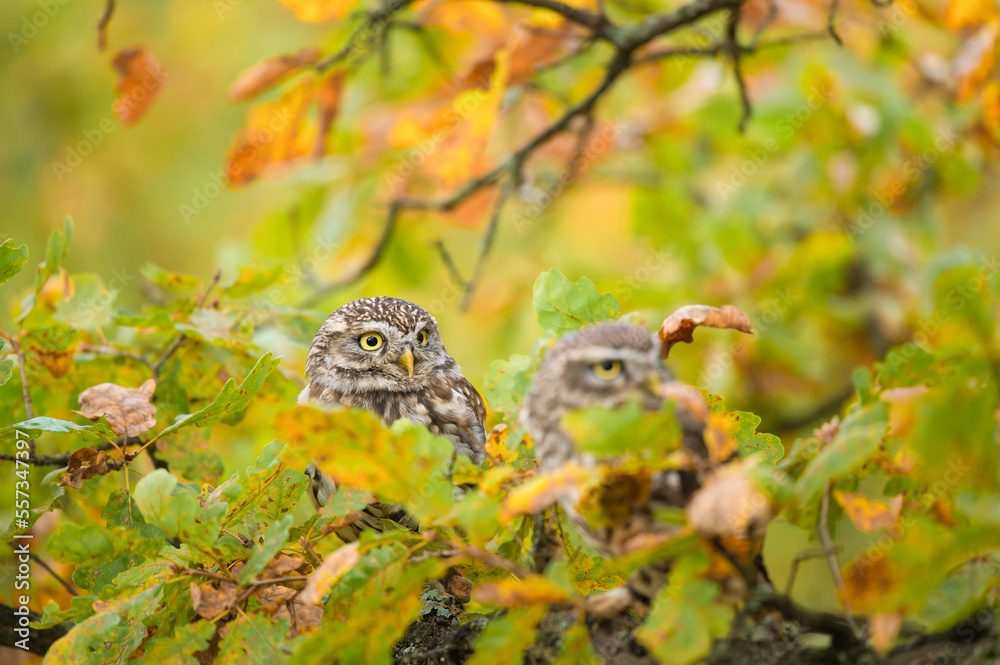 Two little owls (Athene noctua) sitting on tree. Autumn forest in background. Little owl portrait. Owl sitting on branch. Owl on tree.