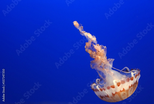 Closeup wildlife of Lonely  red Jellyfish underwater blue sea texture background at the Monterey Aquarium - california  , united states of america  ( USA ) or call Chrysaora hysoscella jellyfish
