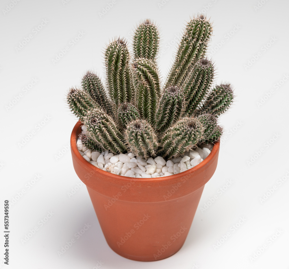 Tavaresia Grandiflora Cactus. Isolated on white background. Close Up Tavaresia Grandiflora Cactus. Isolated on white background. Close Up