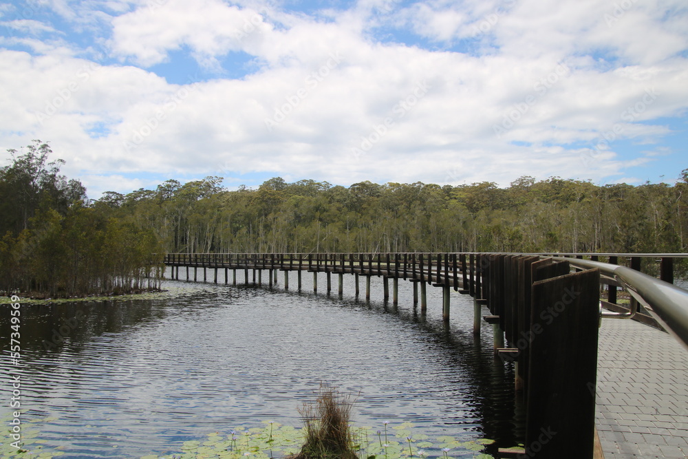 Boardwalk Through a wetland setting surrounded by trees. Urunga wetlands New South Wales Australia