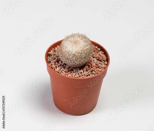 Epithelantha Micromeris Cactus. Isolated on white background. Close Up photo