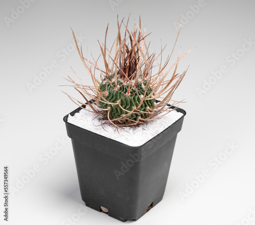 Echinofossulocactus Crispatus Cactus. Isolated on white background. Close Up photo