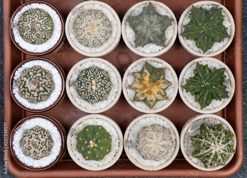 Astrophytum Cactus Collection in vases. Close Up