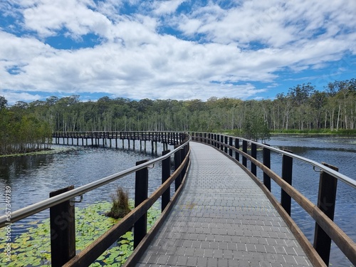 Boardwalk Through a wetland setting surrounded by trees. Urunga wetlands New South Wales Australia © Diane
