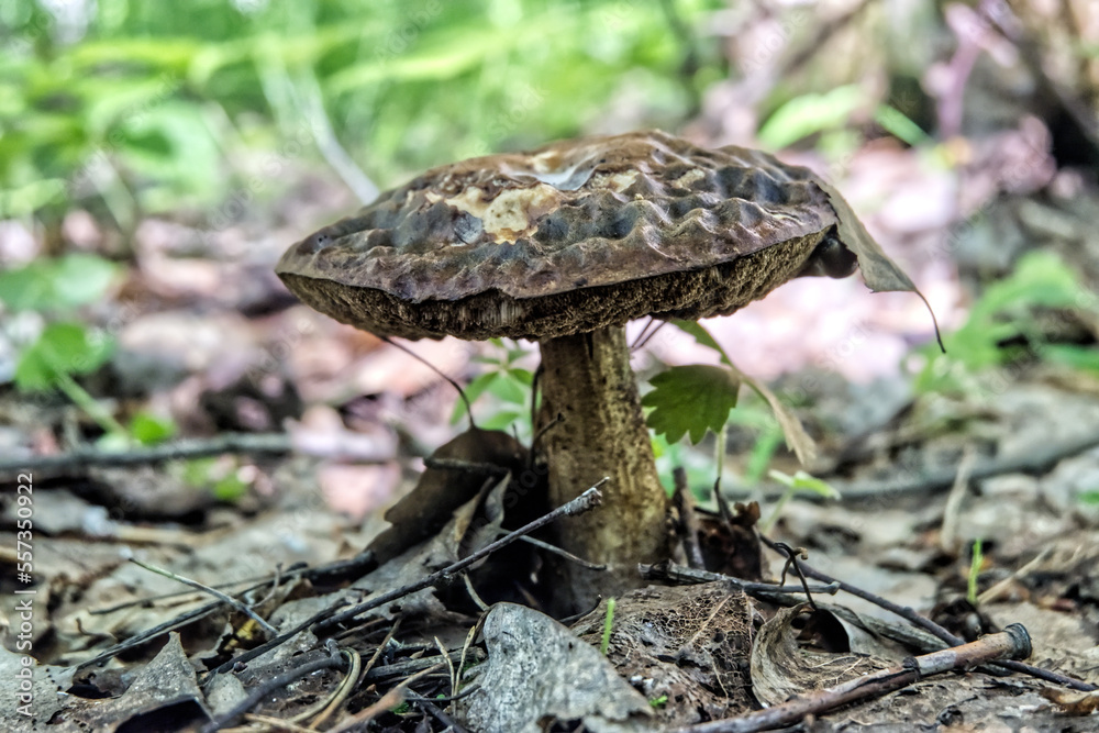 an old mushroom in the forest an old mushroom in the forest