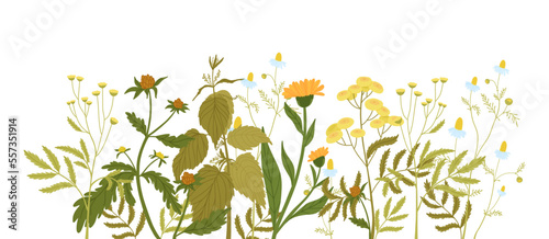 Linear flower arrangement, wild forbs in flat style. Nettle, calendula, chamomile, tansy, bidens.