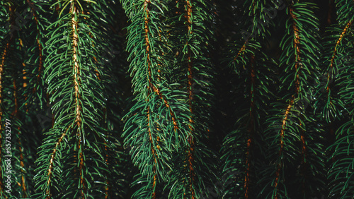 Green pine needles 