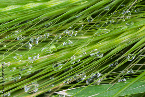 Large beautiful drops of transparent rain water on a green leaf macro. Drops of dew in the morning glow in the sun. Beautiful leaf texture in nature. Natural background