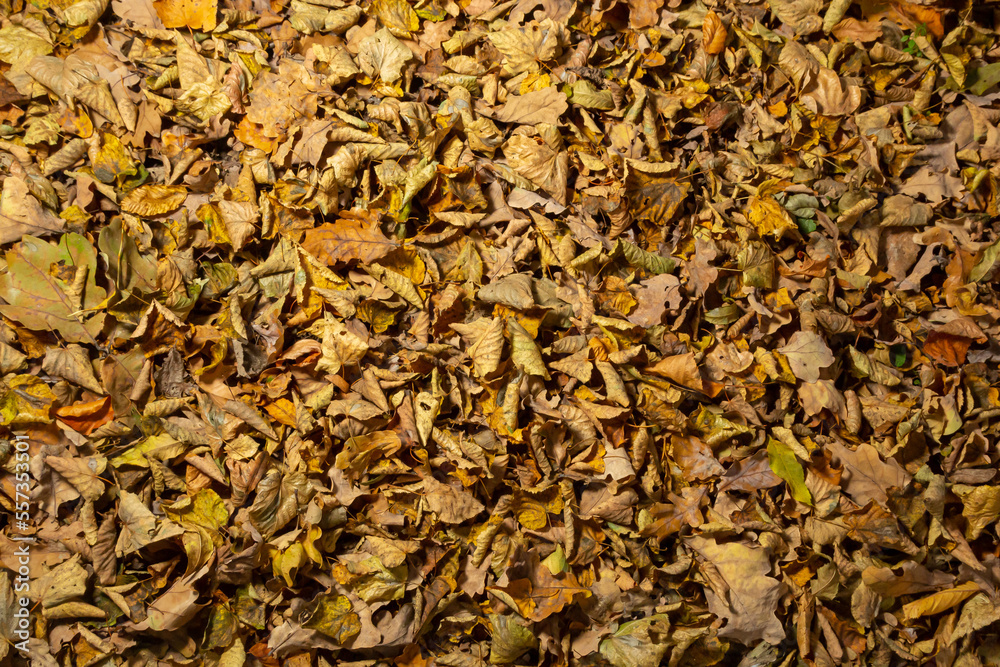 Colorful backround image of fallen autumn leaves perfect for seasonal use