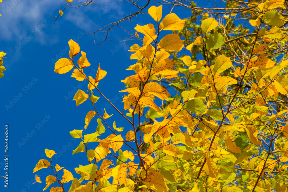 Yellow leaves on autumn trees against the blue sky