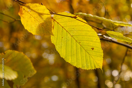 Close up tree foliage. Green and yellow leaves