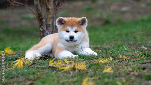 Foto portrait chiot akita dans un jardin