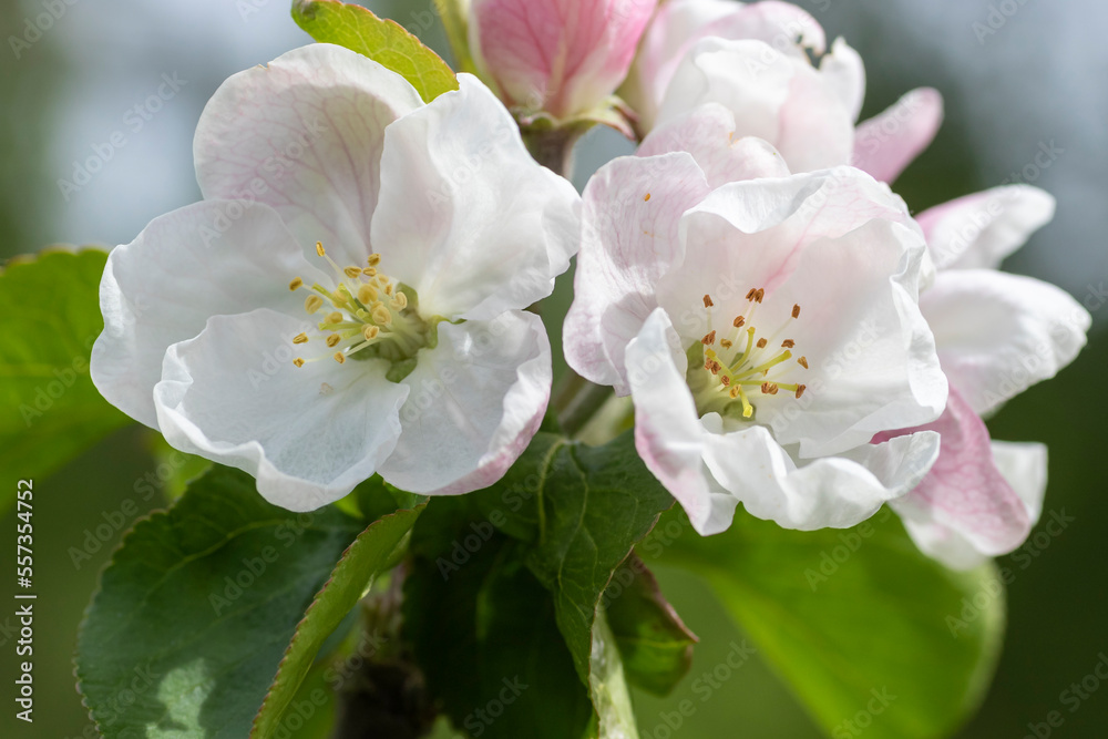 the apple tree is blooming the apple tree is blooming