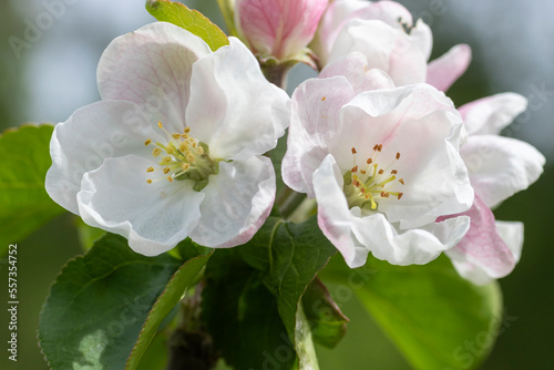 the apple tree is blooming