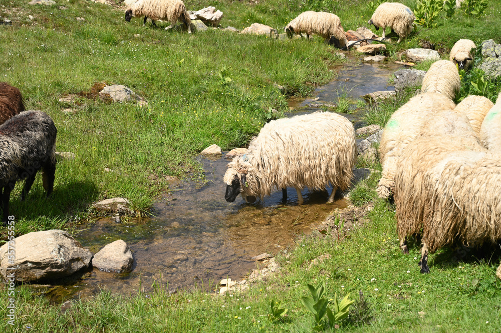 Sheep drink water from a mountain stream. Animal husbandry. Sheep drink water from a mountain stream. Animal husbandry.